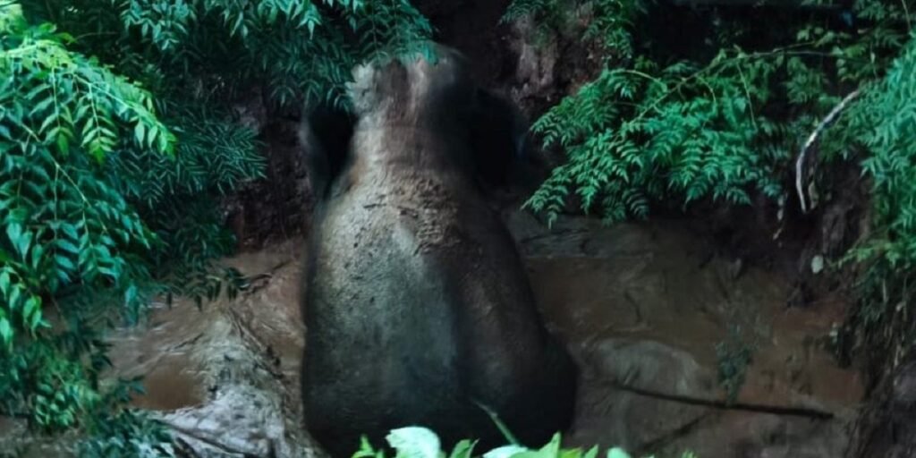 Chhattisgarh : गहरे कुएं में गिरा हाथी, वन विभाग की टीम ने शुरू किया रेस्क्यू ऑपरेशन