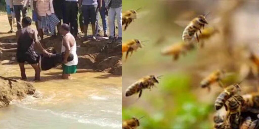 Chhattisgarh: जंगल में शहद निकालते समय पिता-पुत्र की मौत, मधुमक्खियों के हमला से भागते हुए तालाब में डूबे