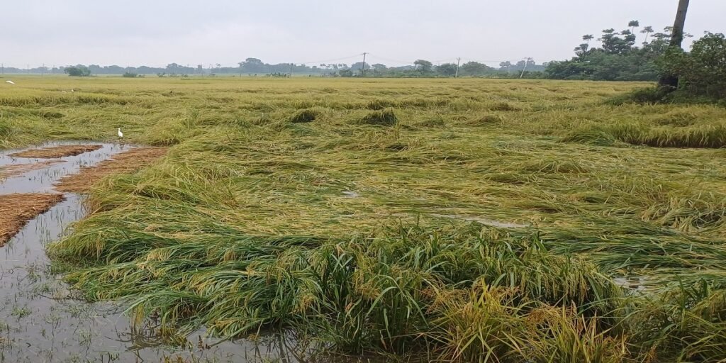 अरब सागर से उठे चक्रवात ‘मोंथा’ का असर… ठंडी हवाएं, बूंदाबांदी और गीले खेतों ने रोकी फसल कटाई