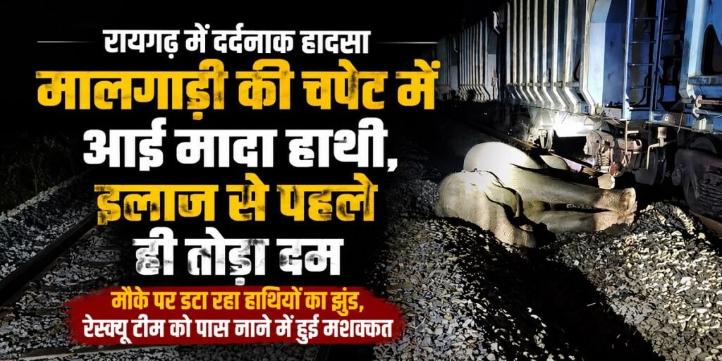 Raigarh Elephant Train Accident: रायगढ़ में दर्दनाक हादसा… मालगाड़ी की चपेट में आई हथिनी की मौत, मौके पर डटा रहा हाथियों का झुंड
