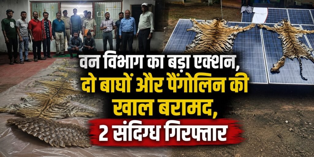 Chhattisgarh News: वन विभाग का बड़ा एक्शन, दो बाघों और पैंगोलिन की खाल बरामद, 2 संदिग्ध गिरफ्तार